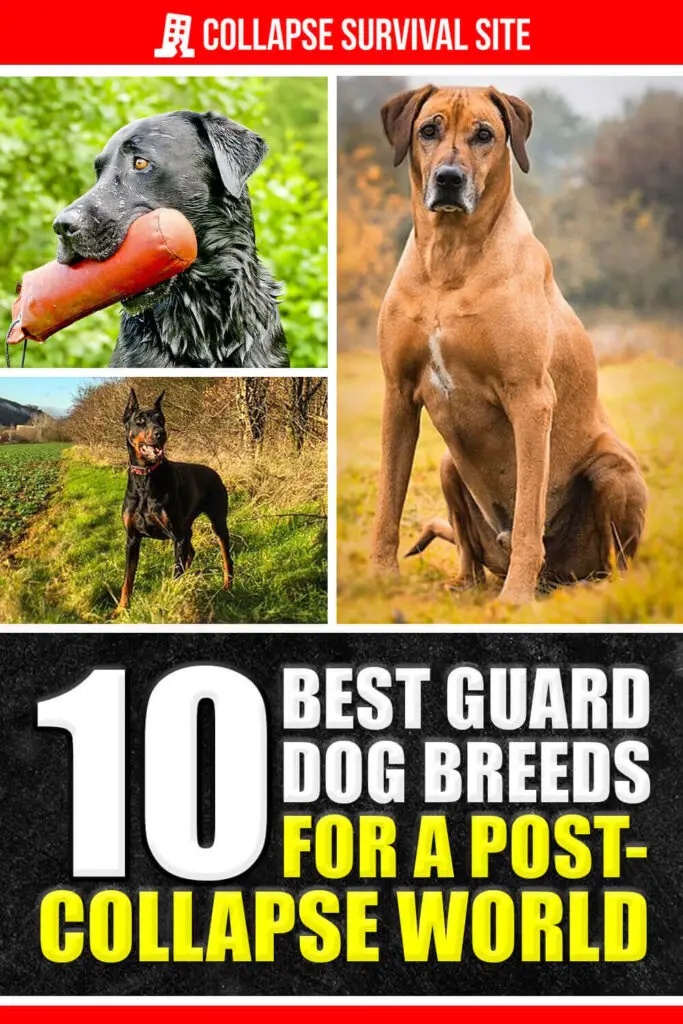 10 Best Guard Dog Breeds For A Post-Collapse World