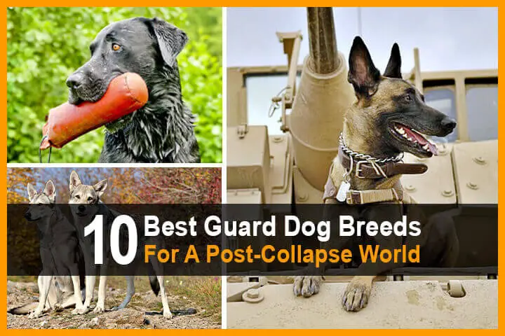 10 Best Guard Dog Breeds For A Post-Collapse World