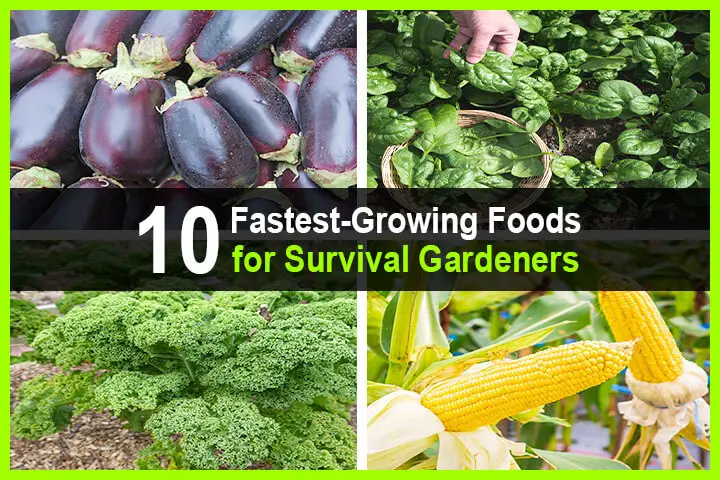 10 Fastest Growing Foods for Survival Gardeners
