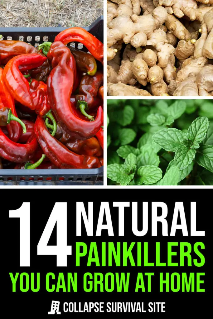 14 Natural Painkillers You Can Grow At Home