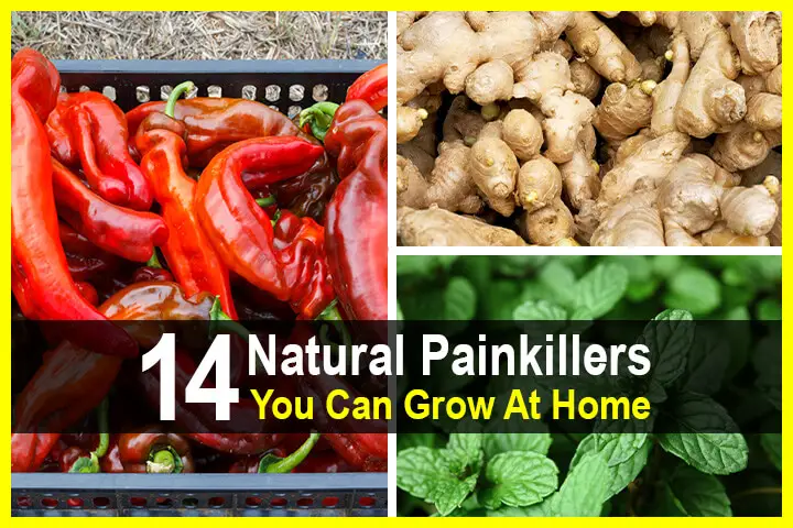 14 Natural Painkillers You Can Grow At Home