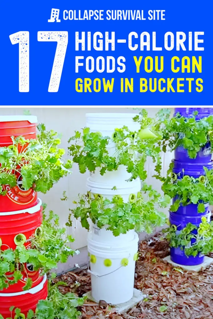 17 High-Calorie Foods You Can Grow in Buckets