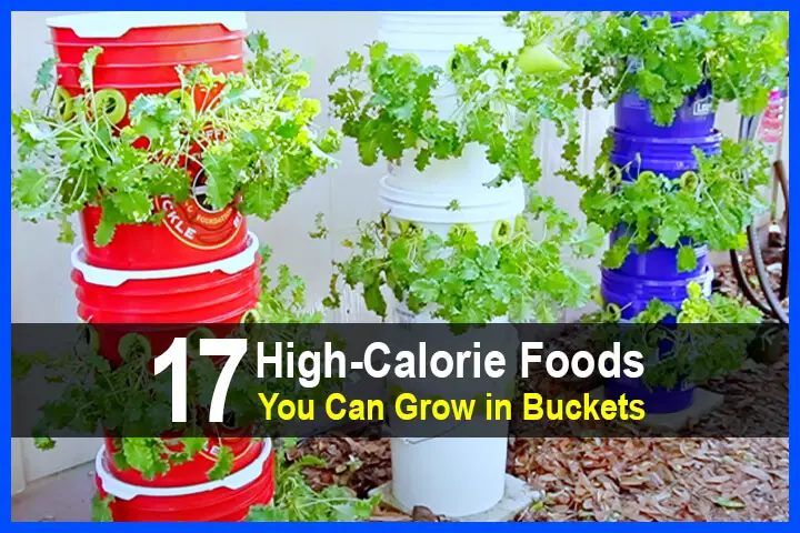 17 High-Calorie Foods You Can Grow in Buckets