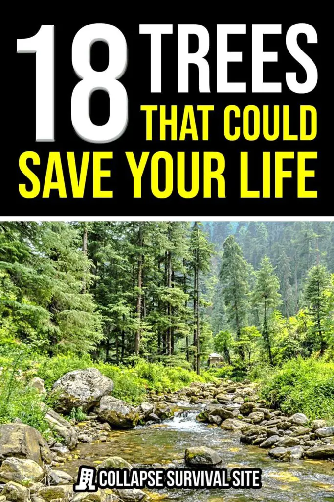 18 Trees That Could Save Your Life
