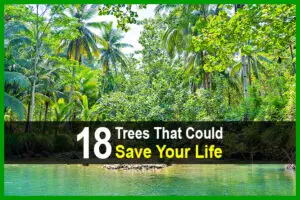 18 Trees That Could Save Your Life