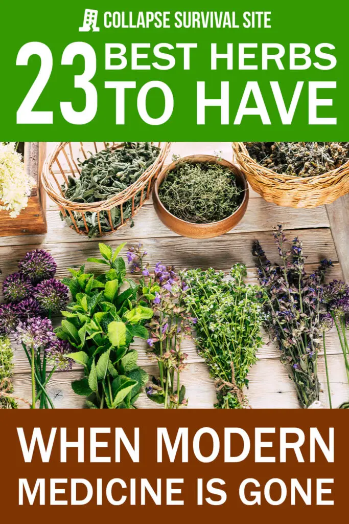 23 Best Herbs to Have When Modern Medicine is Gone