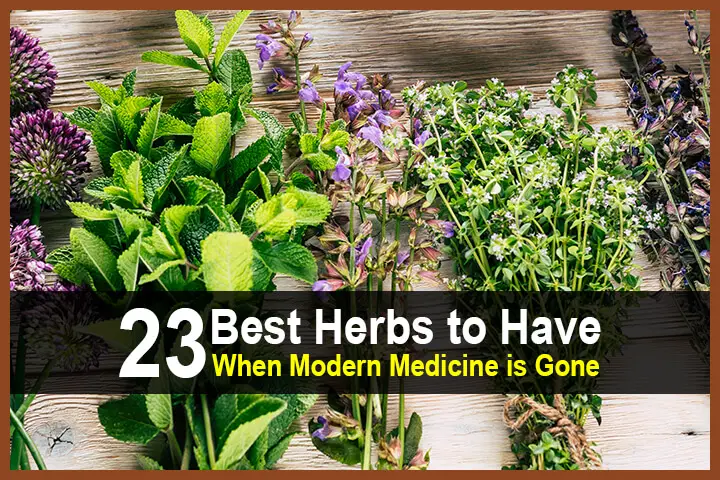 23 Best Herbs to Have When Modern Medicine is Gone