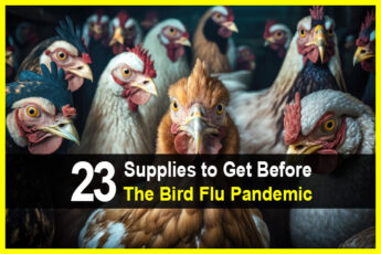 23 Supplies to Get Before the Bird Flu Pandemic