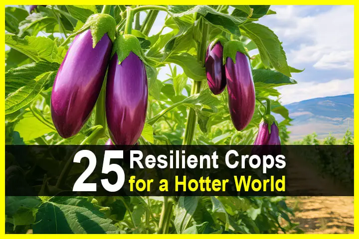 25 Resilient Crops for a Hotter World
