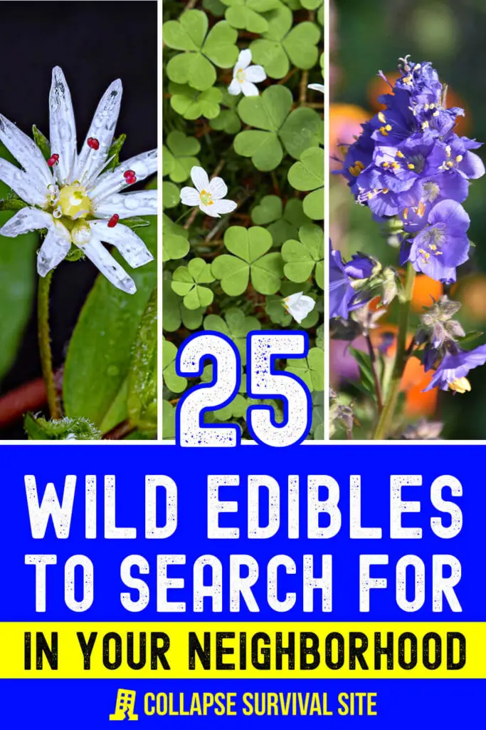 25 Wild Edibles to Search For in Your Neighborhood