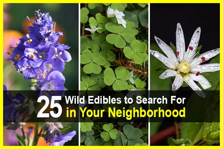 25 Wild Edibles to Search For in Your Neighborhood