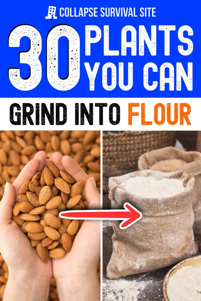 30 Plants You Can Grind Into Flour
