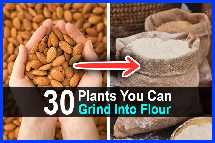 30 Plants You Can Grind Into Flour