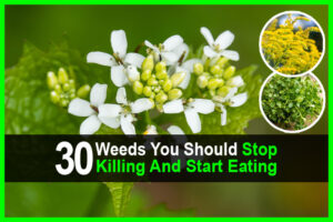 30 Weeds You Should Stop Killing and Start Eating