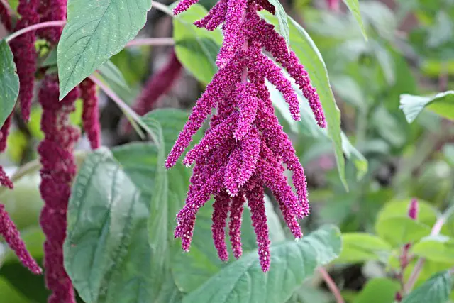 AMARANTH