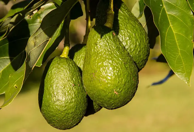 AVOCADOS ON THE TREE