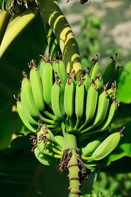 BANANAS ON THE TREE