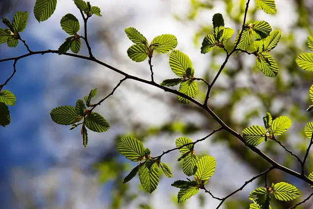 BEECH TREE