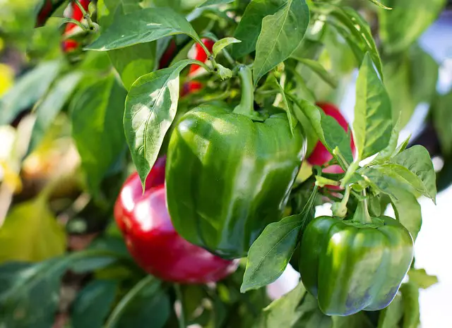 BELL-PEPPERS