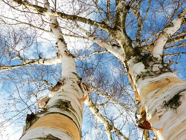 BIRCH TREE