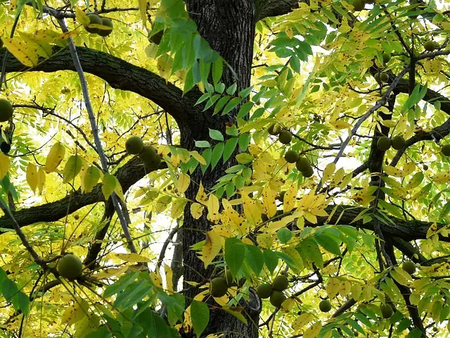 BLACK WALNUT TREE