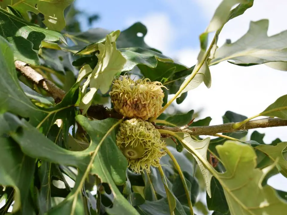 BURR OAK ACORNS ON TREE