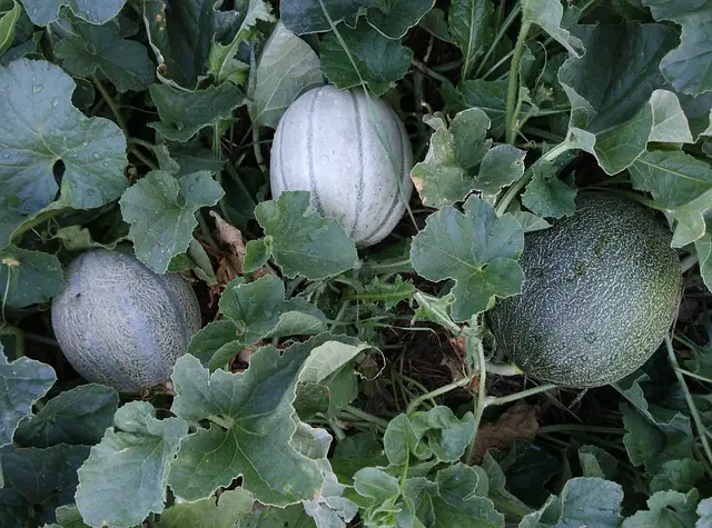 CANTALOUPE IN THE GARDEN