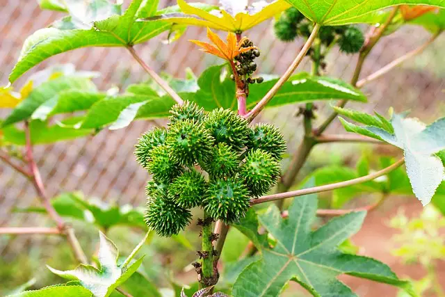 CASTOR BEAN TREE