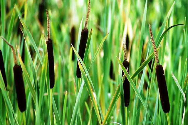 CATTAILS