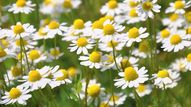 CHAMOMILE