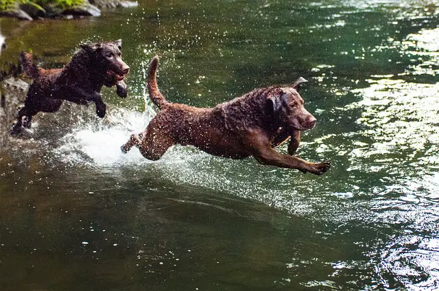 CHESAPEAKE BAY TERRIER RETRIEVER