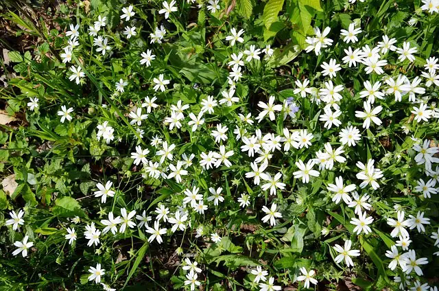 CHICKWEED