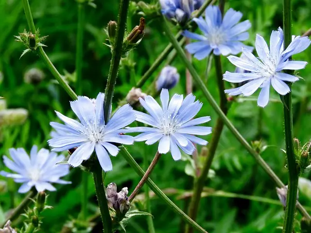 CHICORY