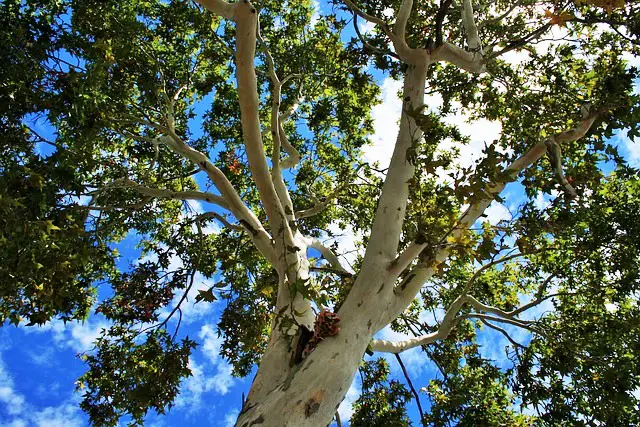 COTTONWOOD TREE