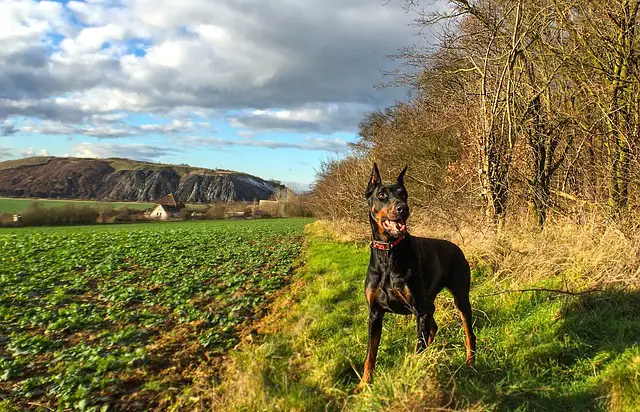 DOBERMAN PINSCHER IN A FIELD