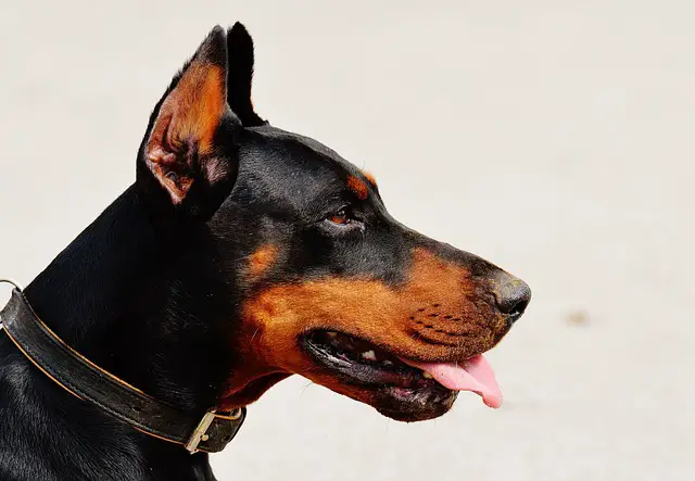 DOBERMAN PROFILE