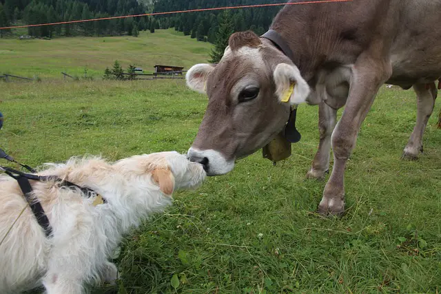 DOG AND COW