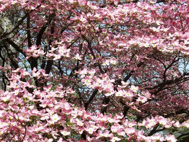 DOGWOOD TREE