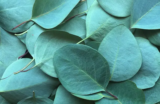 EUCALYPTUS