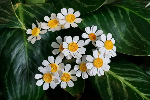 FEVERFEW