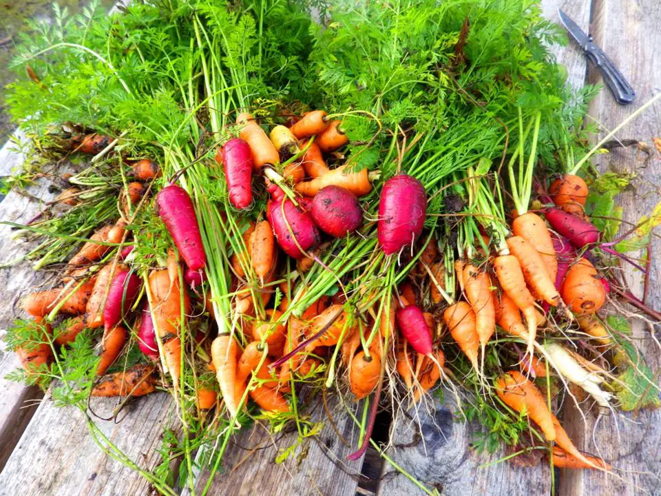 CARROTS ON TABLE