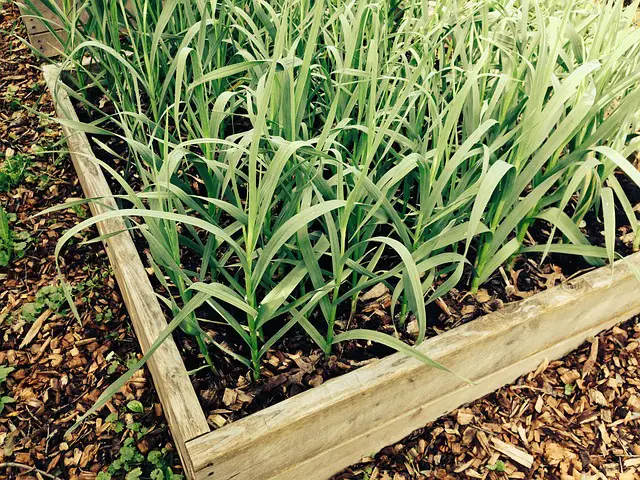 GARLIC IN THE GARDEN