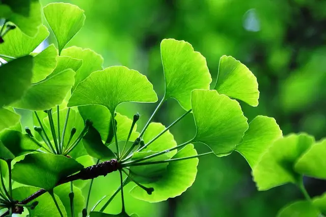 GINKO BILBOA TREE