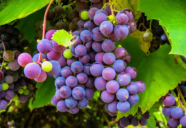 GRAPES ON THE VINE