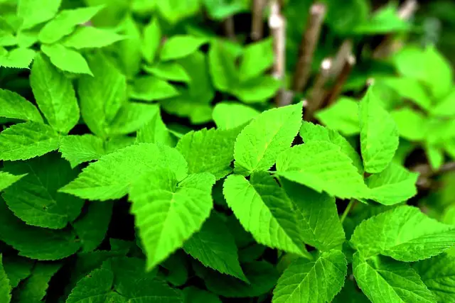 GROUND ELDER