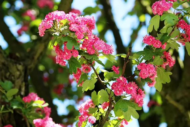 HAWTHORN TREE