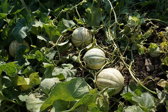 HONEYDEW MELON IN THE GARDEN