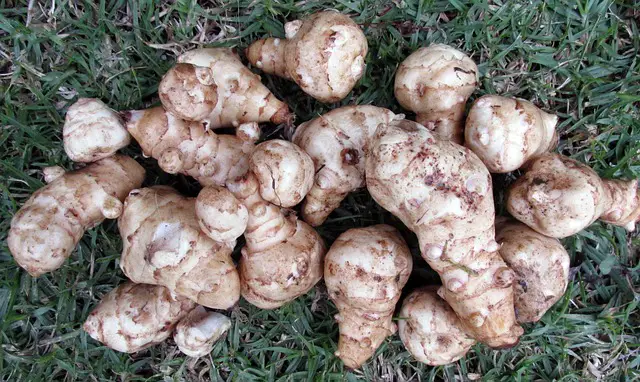 JERUSALEM ARTICHOKES