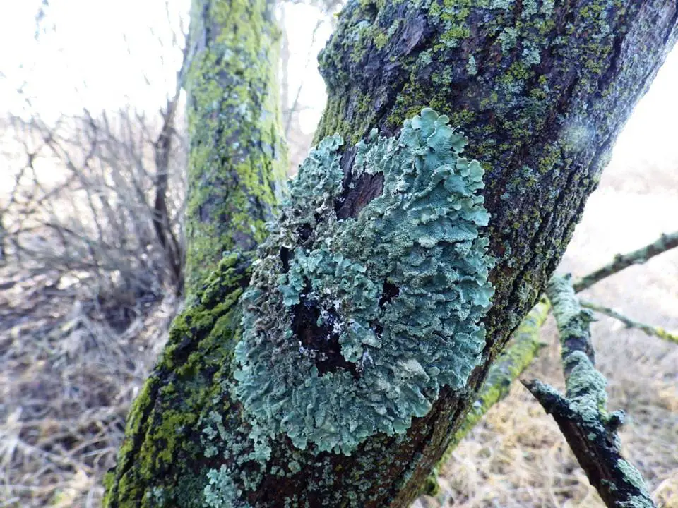 LARGE LICHEN ON A TREE TRUNK