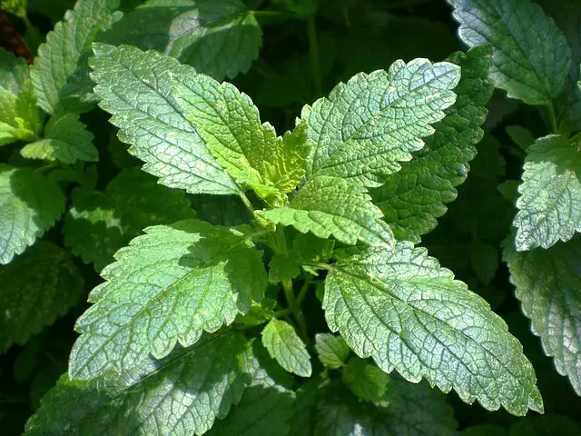 LEMON BALM